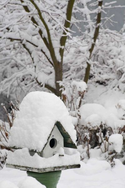 Washington, Seabeck Bird house covered in snow